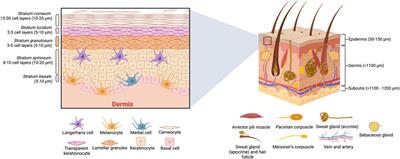 Transdermal microneedle patches as a promising drug delivery system for anti-obesogenic molecules